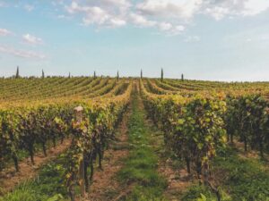 bordeaux-winery