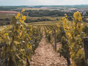 chablis wine