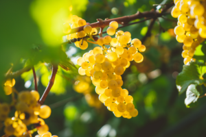 chardonnay-grape