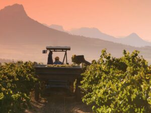 chardonnay-wine-field